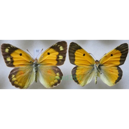 Colias croceus (Geoffroy, 1785) pair Szlaczkoń sylwetnik Croatia8f